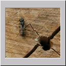 Crossocerus quadrimaculatus - Grabwespe m01 7mm.jpg